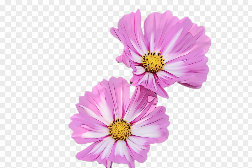 Wildflower Daisy Family Flower Flowering Plant Petal Garden Cosmos PNG
