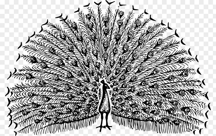 Bird Pavo Drawing Feather Clip Art PNG