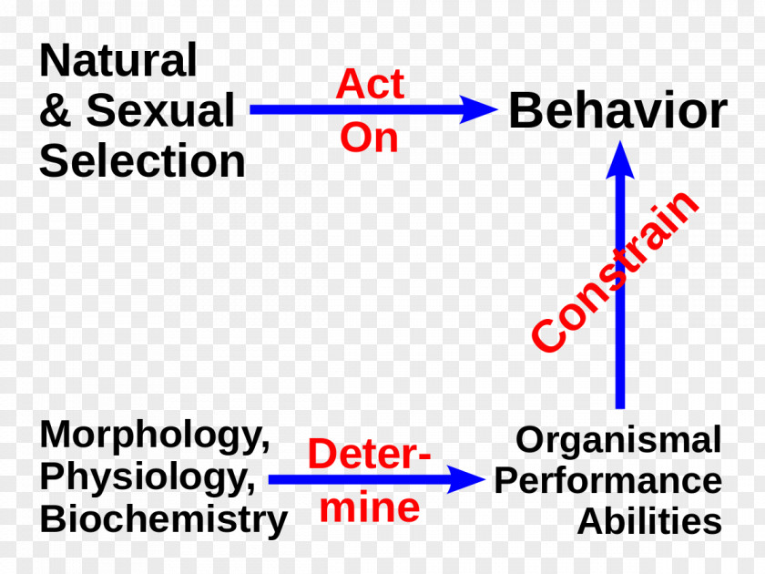 Evolutionary Physiology Cellular And Biochemistry PNG