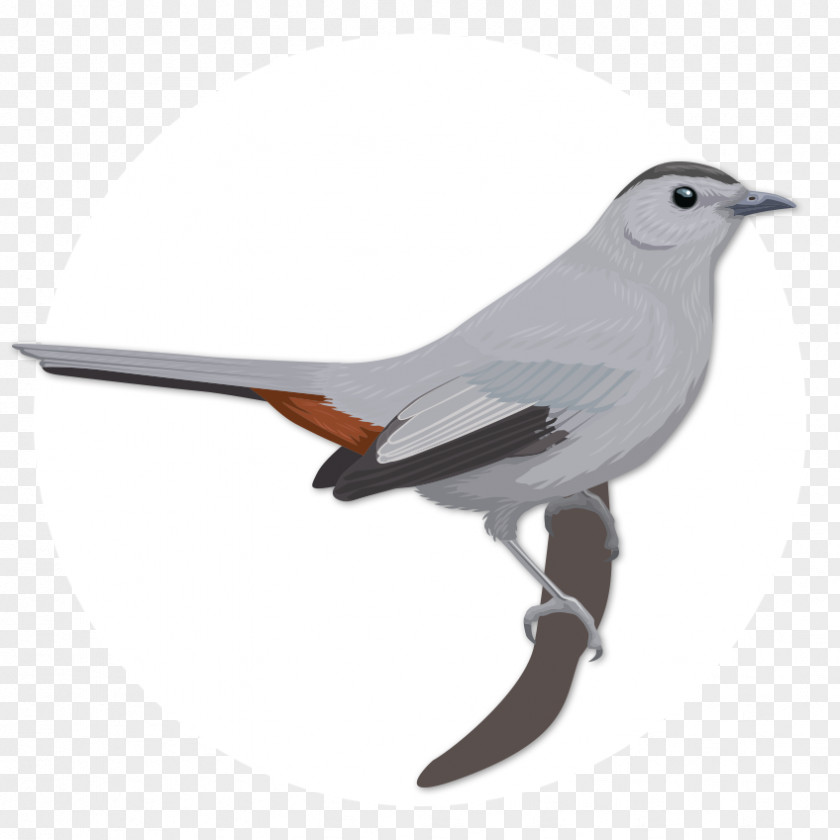 Feather Beak American Sparrows Cuckoos PNG