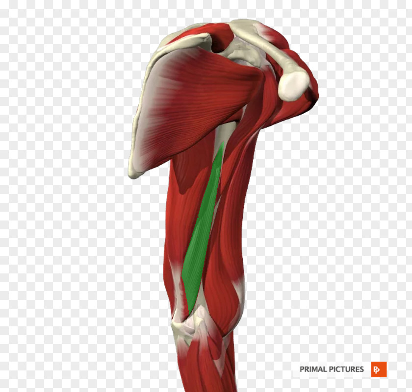 Hip Silk Knee Shoulder KBR PNG