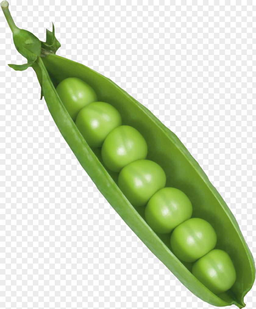 Pea Vicia Cracca Canning Icon PNG