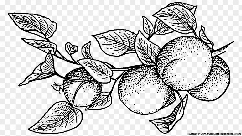 Apricot Fruit Line Art Download Clip PNG