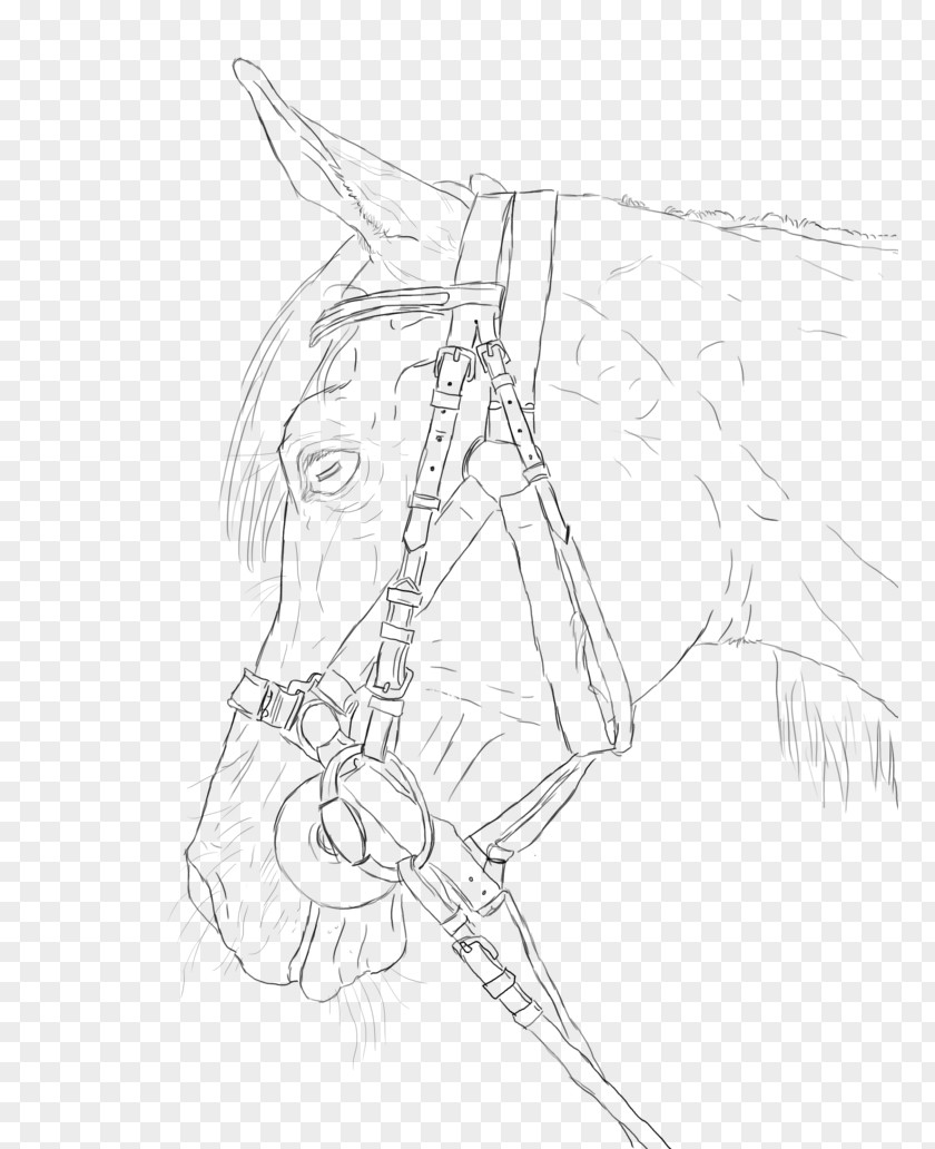Arabian Horse Head Drawing Line Art Sketch PNG