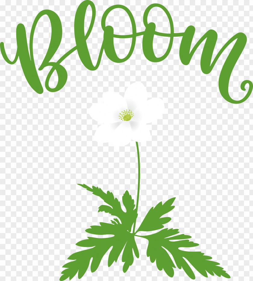 Bloom Spring Flower PNG