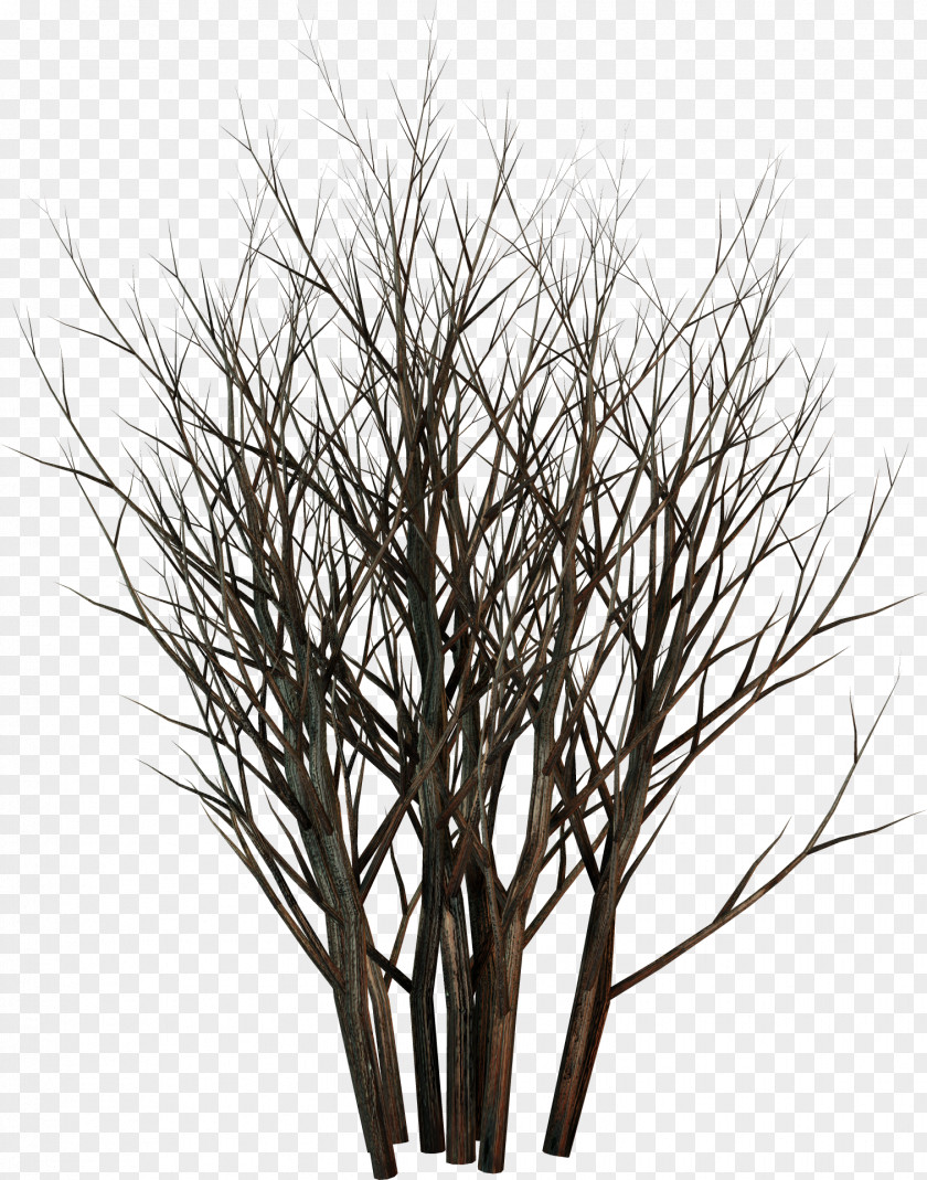 Branches Twig Plant LiveInternet Andrey Tyurin Russia PNG