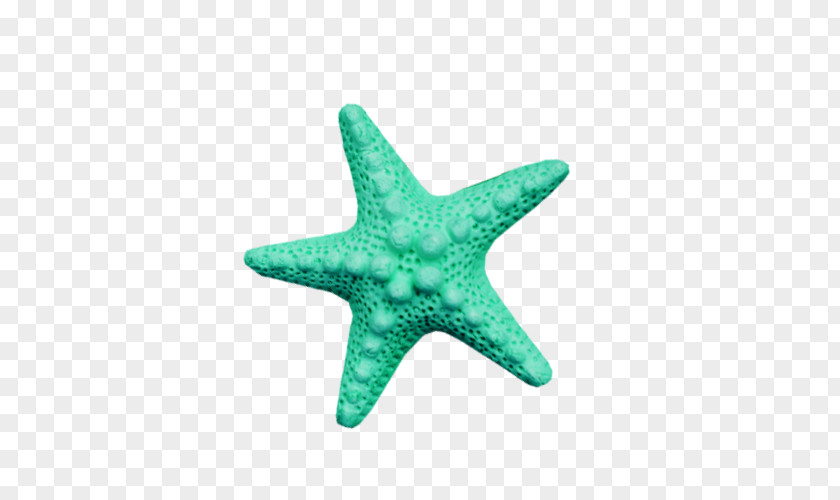Creative Starfish Download Icon PNG