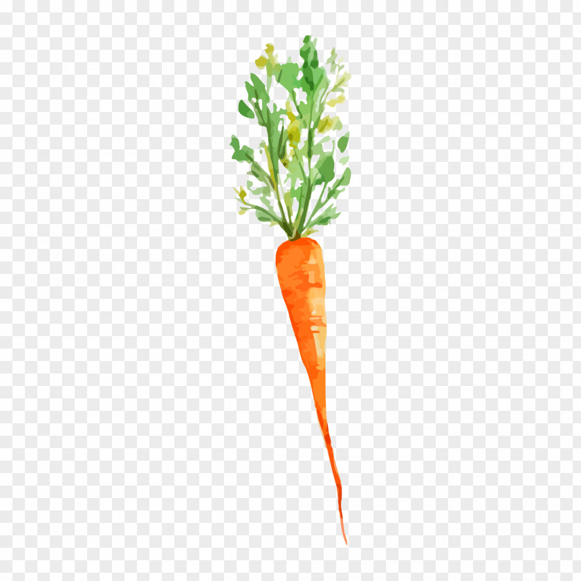 Drawing Carrot Vegetable Watercolor Painting PNG