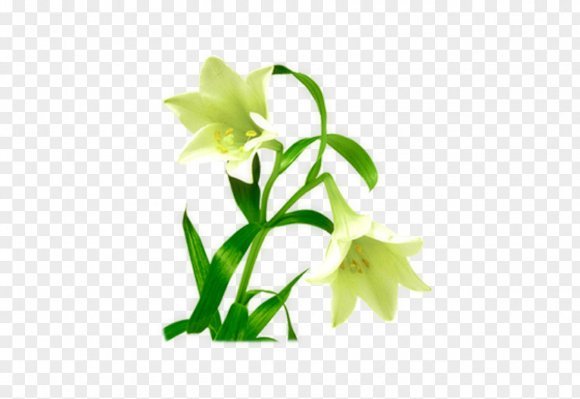 Lily Green Flower Designer Floral Design PNG