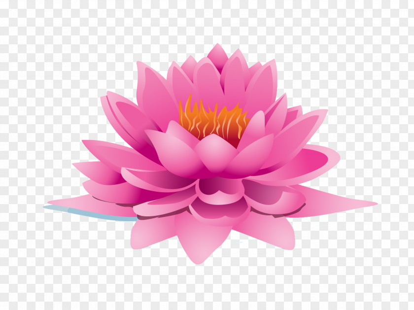 Lotus Nelumbo Nucifera Drawing Clip Art PNG