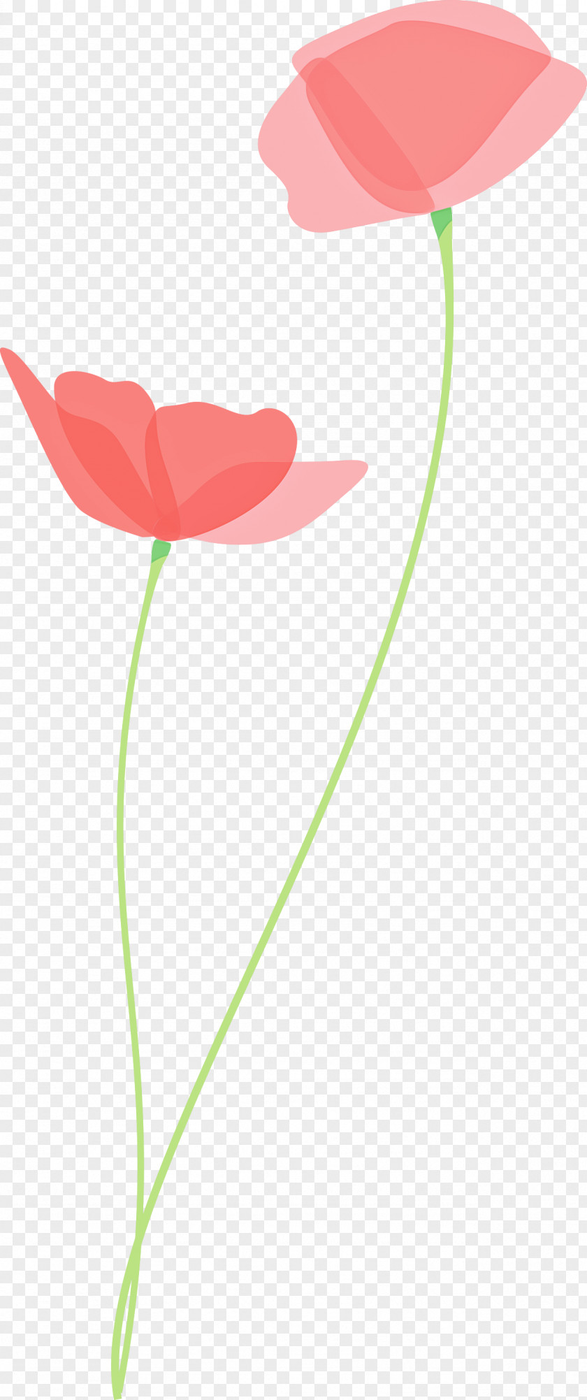 Poppy Flower PNG