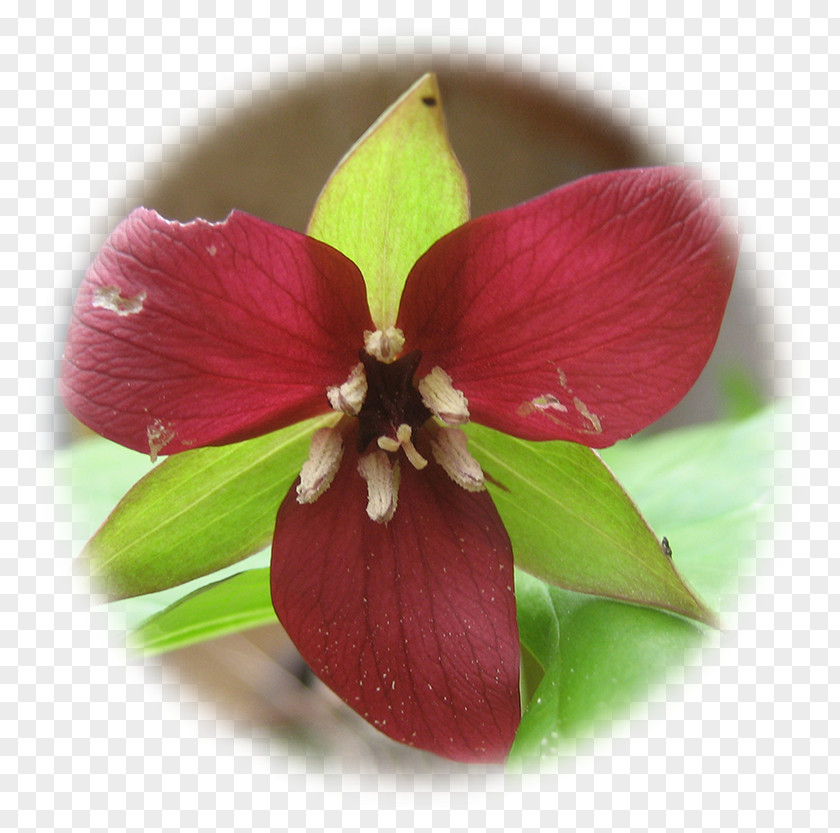 Red Trillium Glass Fiber Therapy Petal Herboristerie Plaisir Santé PNG