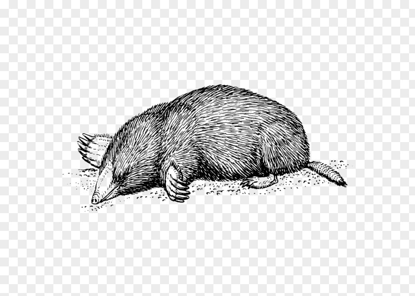 T-shirt Moles European Mole Clip Art PNG