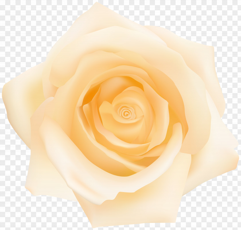 Yellow Rose Transparent Clip Art Garden Roses Cut Flowers Petal PNG
