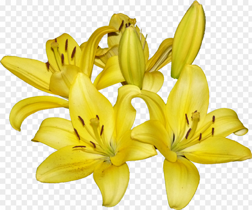 Banana Cut Flowers Petal Daylily PNG