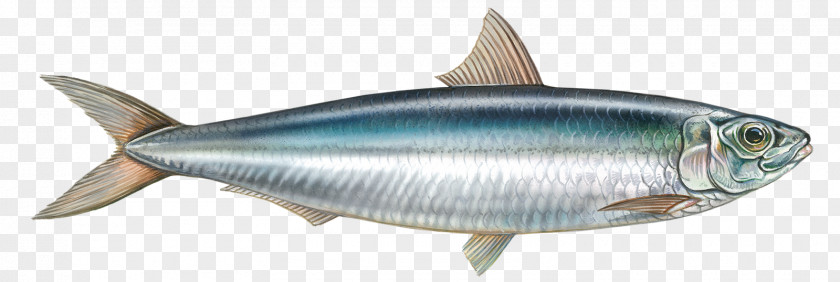 Eat Fish Sardine Milkfish Yellowfin Tuna PNG