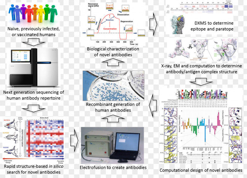 Immunization Programmes Vanderbilt University Biology Virus Antibody Vaccine PNG