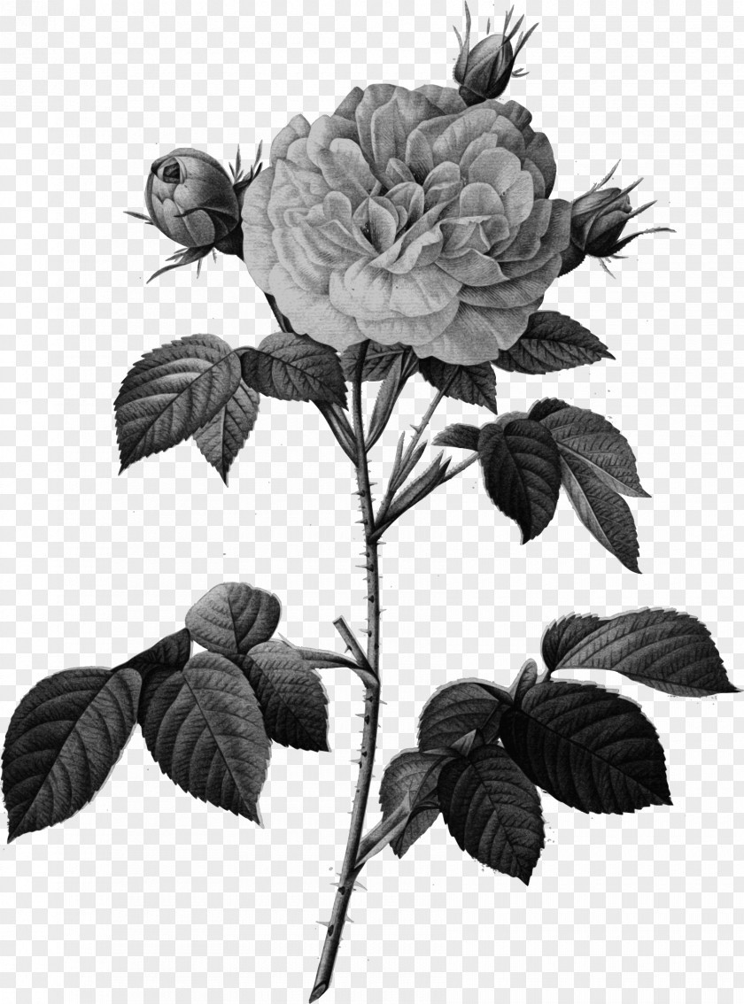 Painting Cabbage Rose Les Roses Pierre-Joseph Redouté (1759-1840) Rosa × Alba Engraving PNG