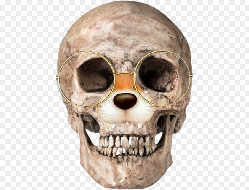 Skull Human Skeleton Anatomy Homo Sapiens PNG
