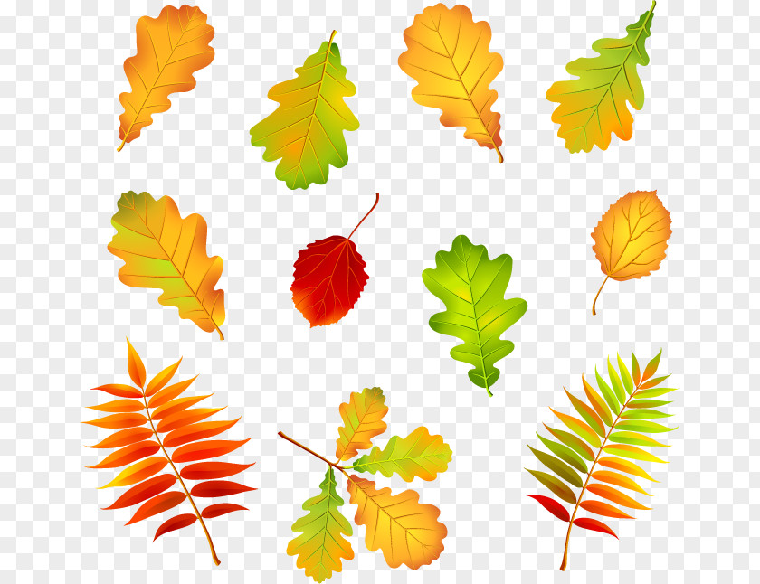 Deciduous Autumn Leaves Vector Graphics Illustration Clip Art PNG
