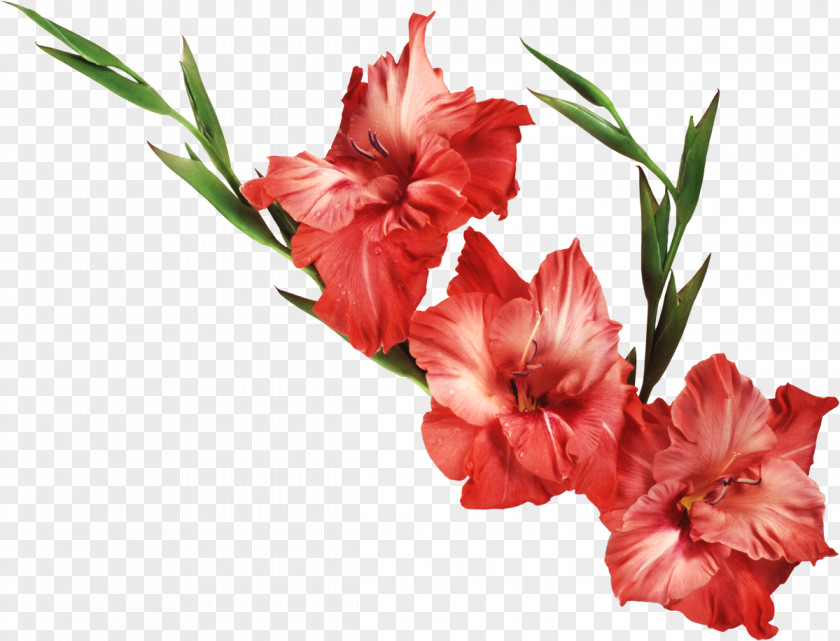 Gladioli Clip Art Gladiolus Free Content Image PNG