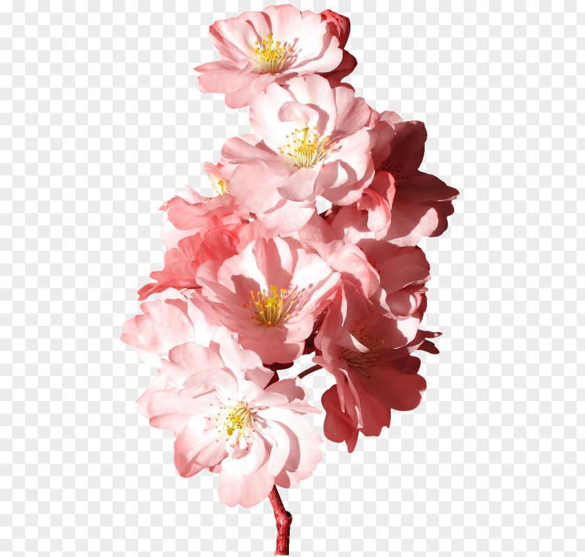 Pink Peony Flower Dress Fashion Polyvore Babydoll PNG