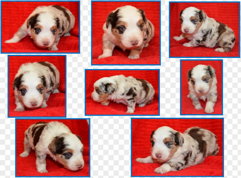 Puppy Cockapoo Petit Basset Griffon Vendéen Australian Shepherd Dog Breed PNG