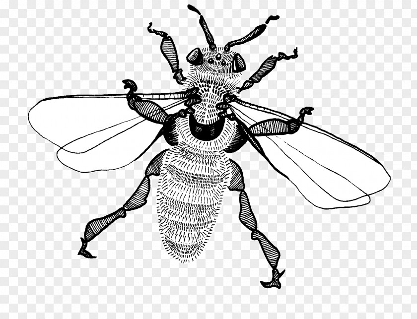 Bee Insect Weevil Line Pattern PNG