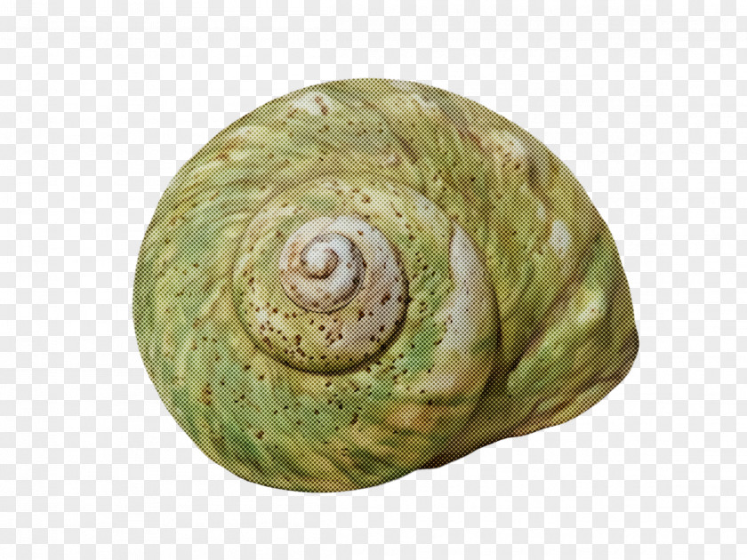 Conch Ammonoidea Sea Snail Snails And Slugs Shell Spiral PNG