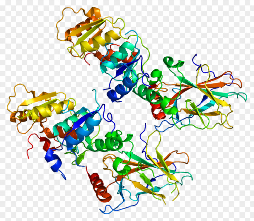 Dna Polymerase Iii Holoenzyme TP53BP1 Protein Cancer Tumor Suppressor Gene PNG