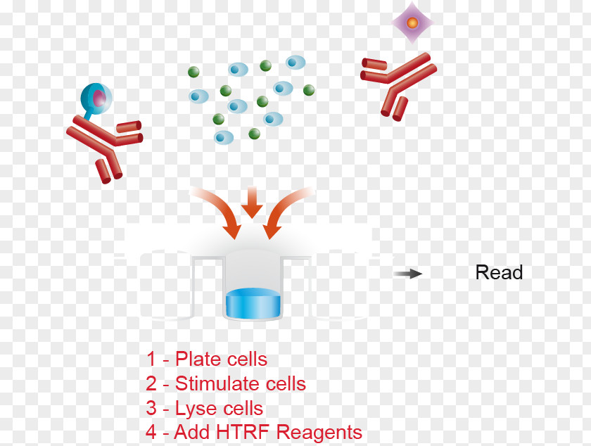 Ion Plating Cell Culture Assay ERBB3 Clip Art PNG
