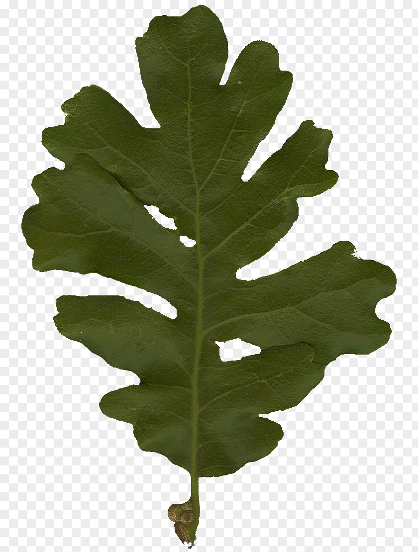 Oak Tree Plant Leaf PNG