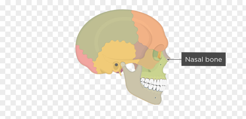 Skull And Bone Hip Human Skeleton Pelvis PNG