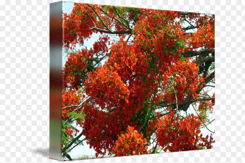 Tree Royal Poinciana Imagekind Maple Leaf Shrub PNG