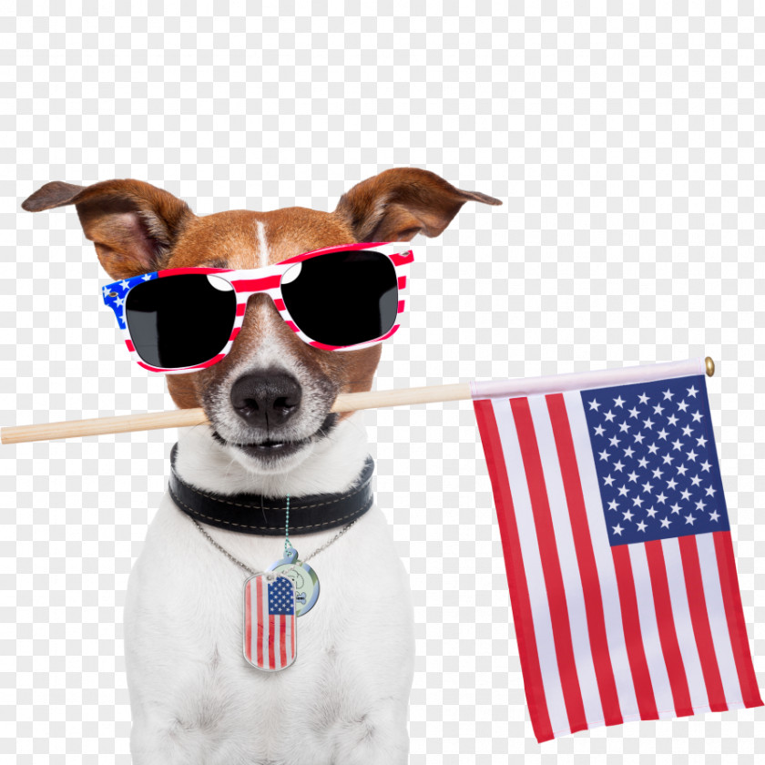 Dog Cat Independence Day Pet Veterinarian PNG