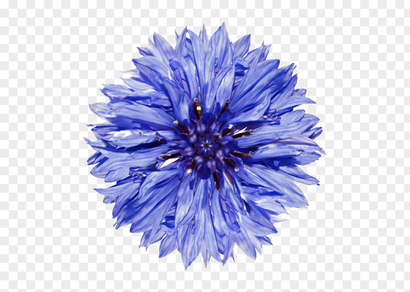 Flower Cornflower Clip Art PNG