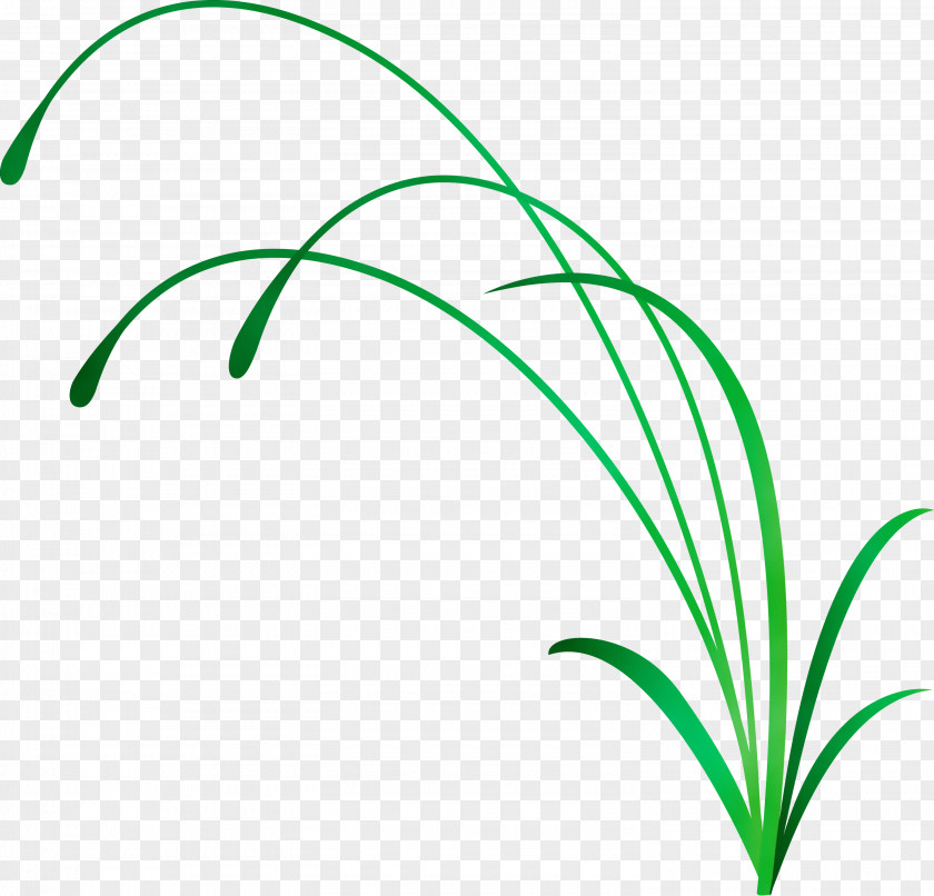 Green Leaf Plant Grass Family PNG