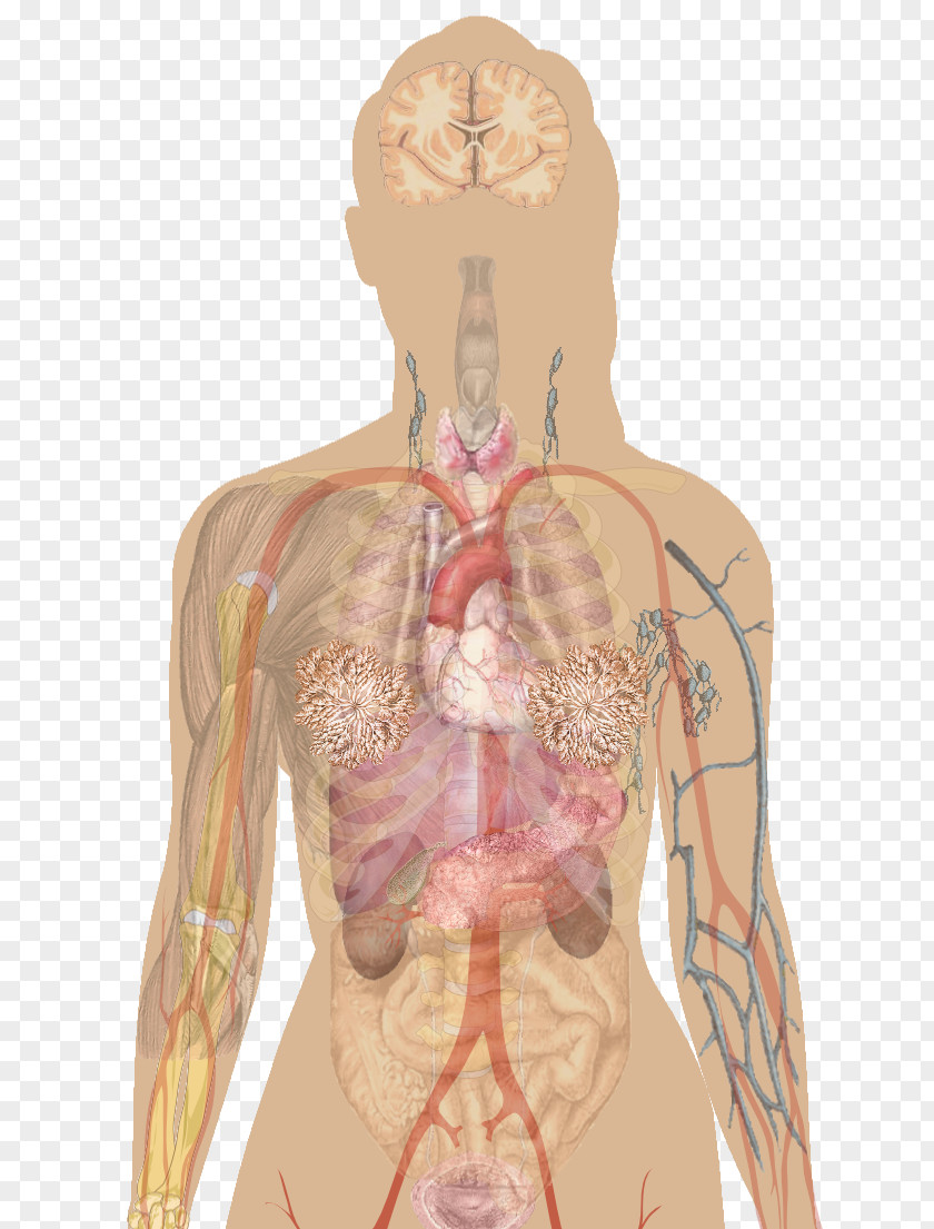 Human Body Anatomy Organ Skeleton PNG body anatomy skeleton, clipart PNG