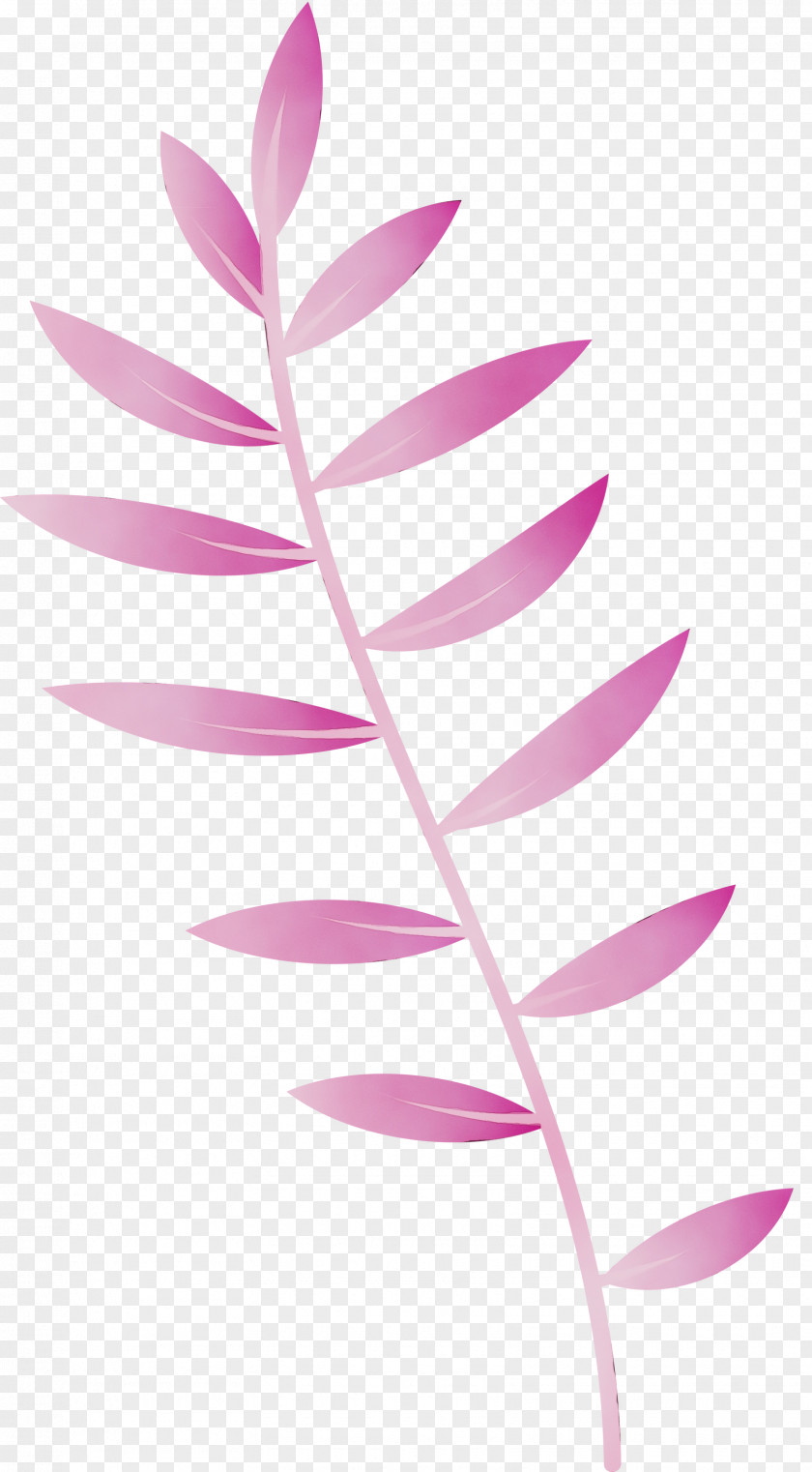 Plant Stem Petal Leaf Pink M Line PNG