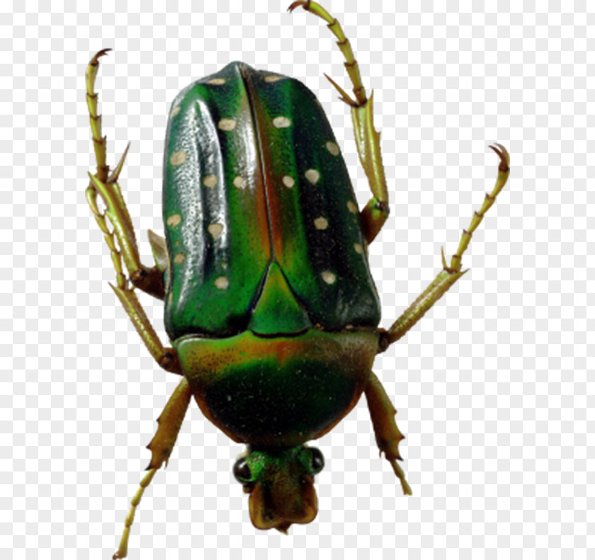 Polka Dot Beetle PNG