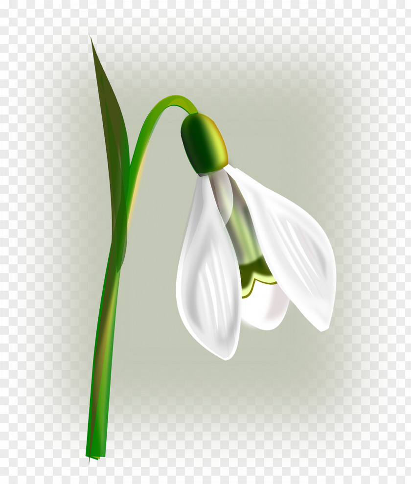 Whitecollar Snowdrop Flower Clip Art PNG