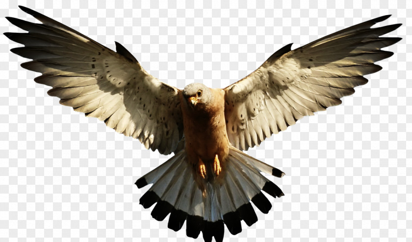 Bird Bald Eagle Transparency Clip Art Image PNG