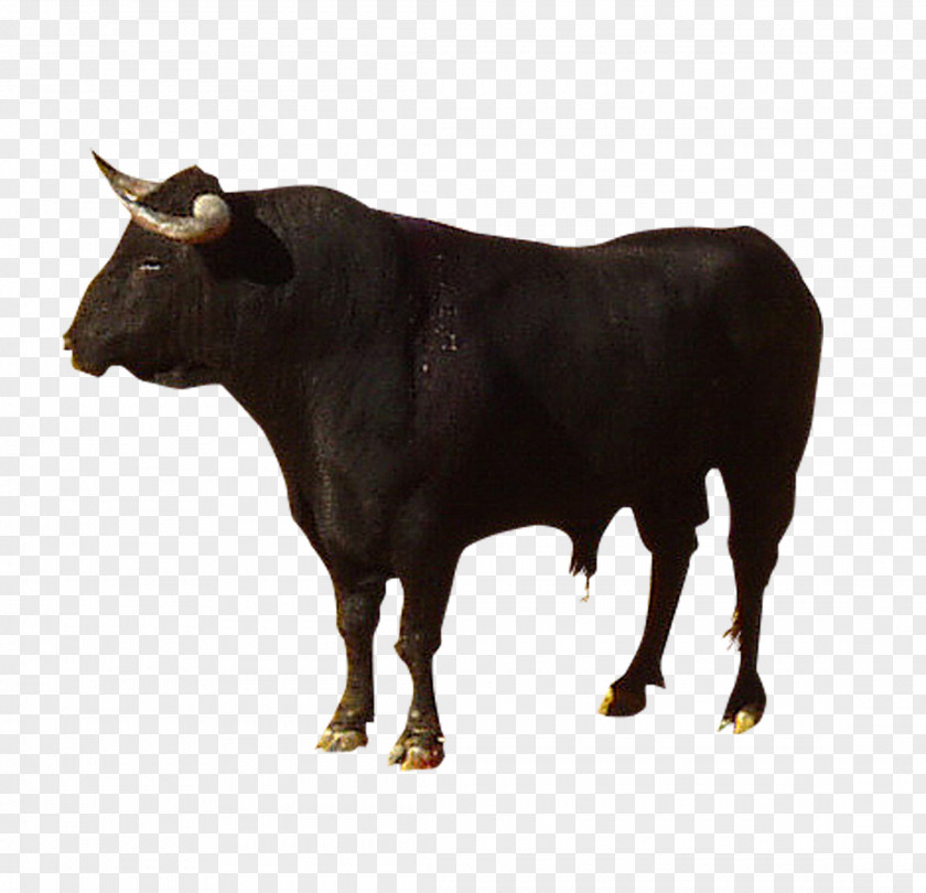 Highland Cow Black Bull Cattle Camargue Spanish Fighting Brava Zebu PNG