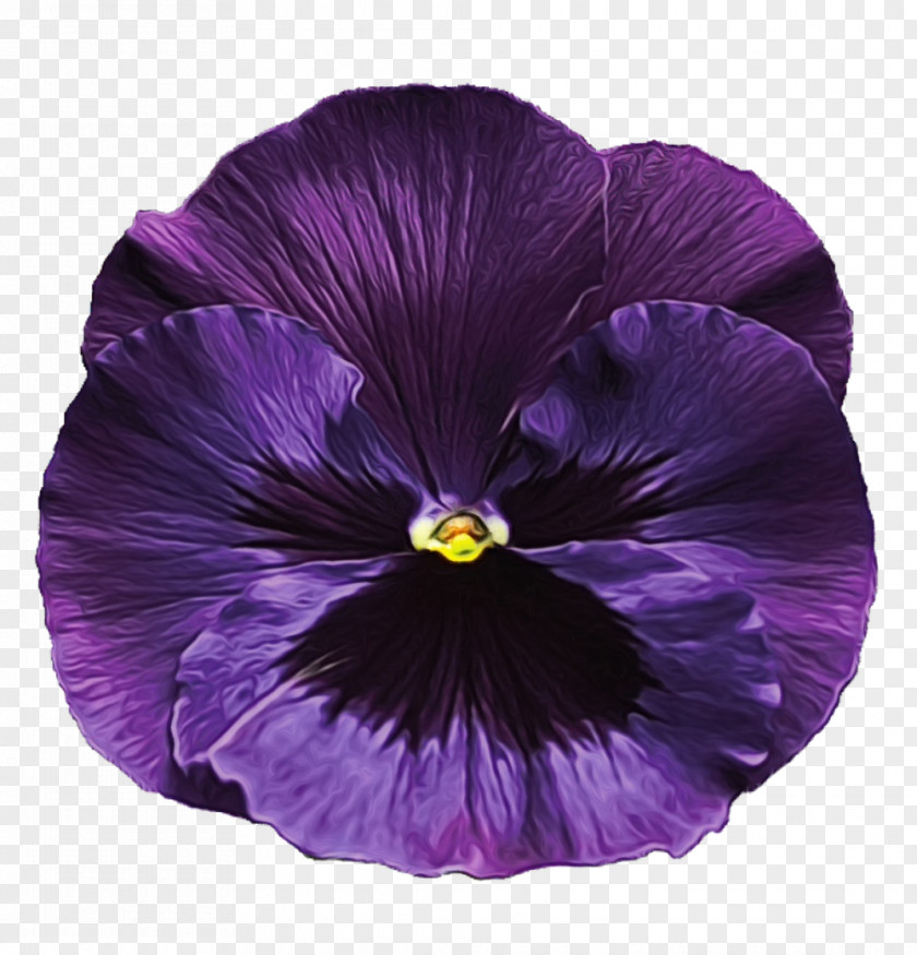 Morning Glory Viola Violet Purple Petal Flower Plant PNG