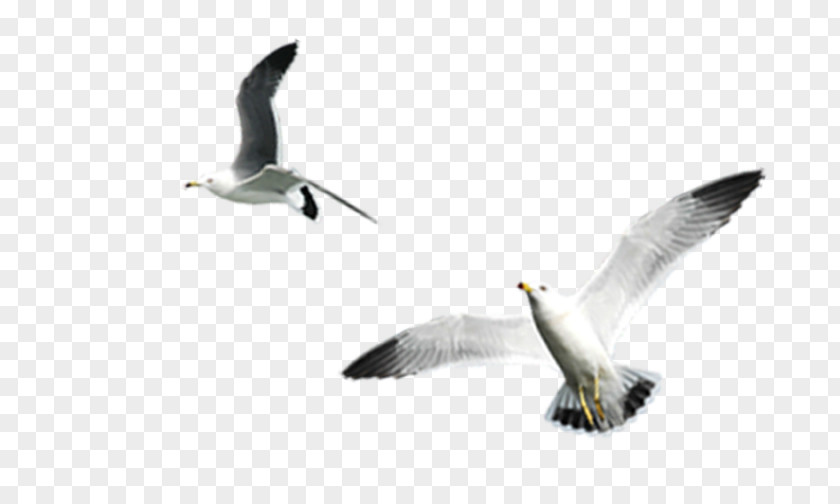 White Gull Gulls Bird Download PNG