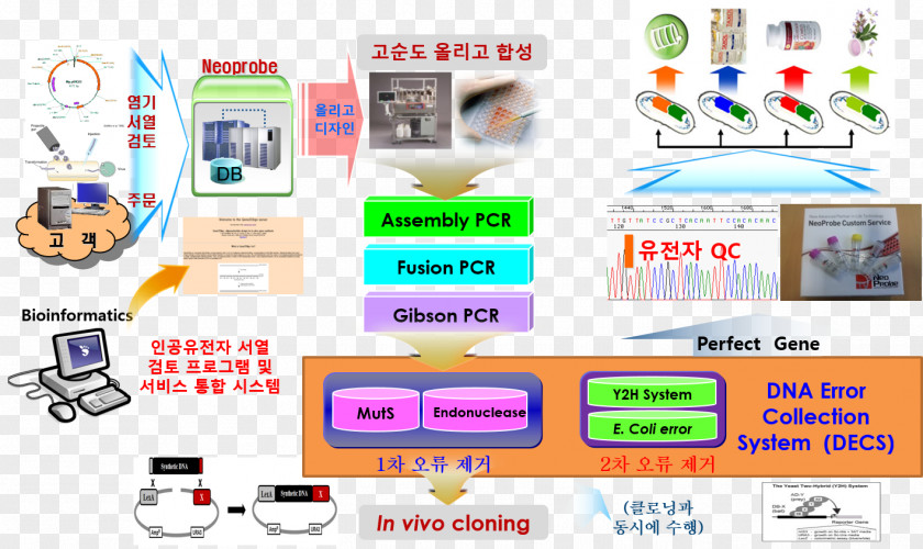 Artificial Gene Synthesis Loop-mediated Isothermal Amplification DNA Polymerase Chain Reaction PNG