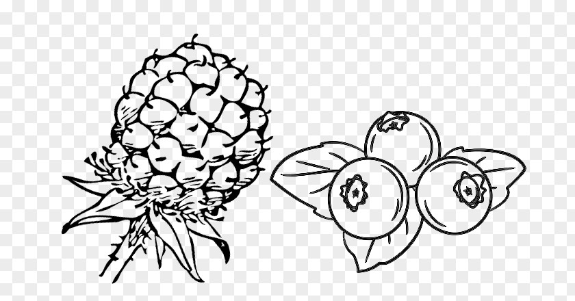 Blueberry Drawing Line Art Berries Food PNG