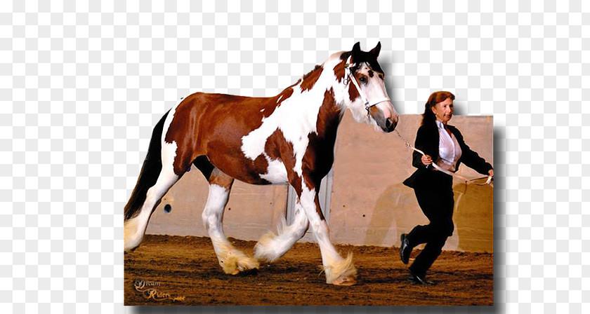 Mustang Stallion Gypsy Horse American Drum PNG