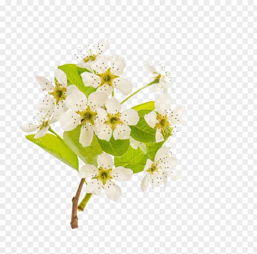 A Pear Stock Photography Blossom Royalty-free PNG