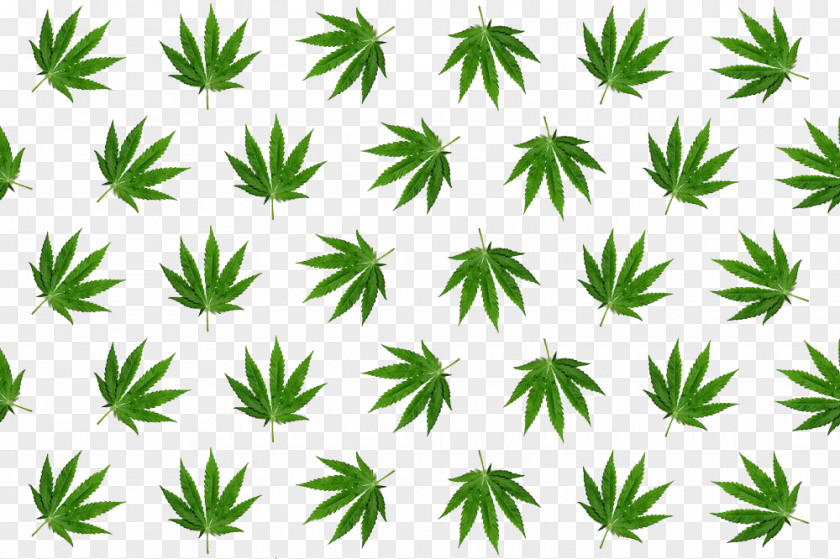 Cannabis Leaves Tiled Leaf Hemp Stock Photography PNG